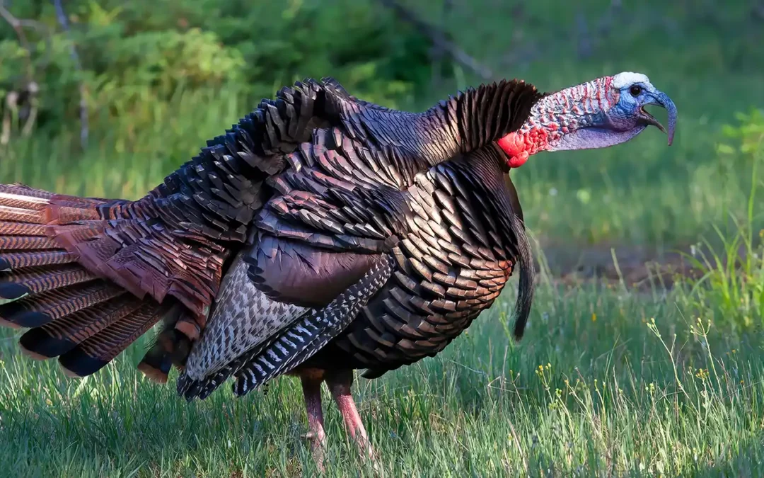 Best Slate Turkey Call