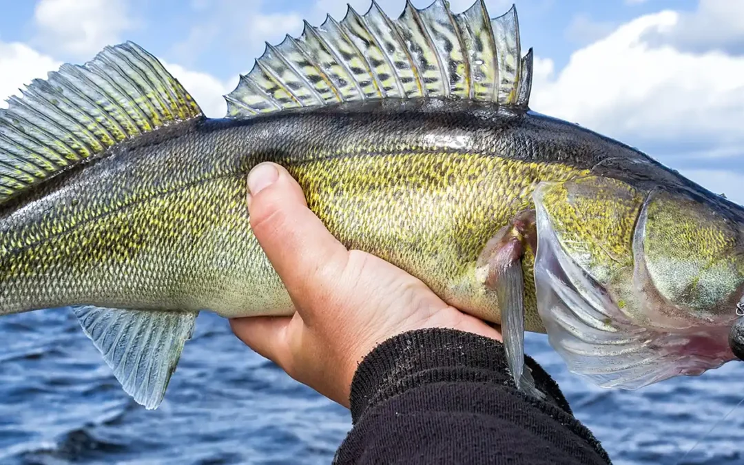 Best Spinning Reel For Walleye